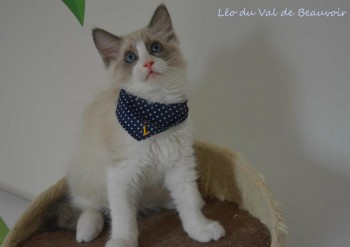 mâle blue bicolour - Chatterie Ragdolls du Val de Beauvoir